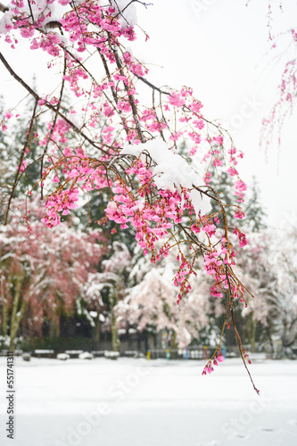 cherry blossom in snow