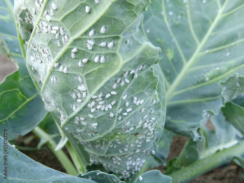Pests of plants, whitefly on cabbage in the field