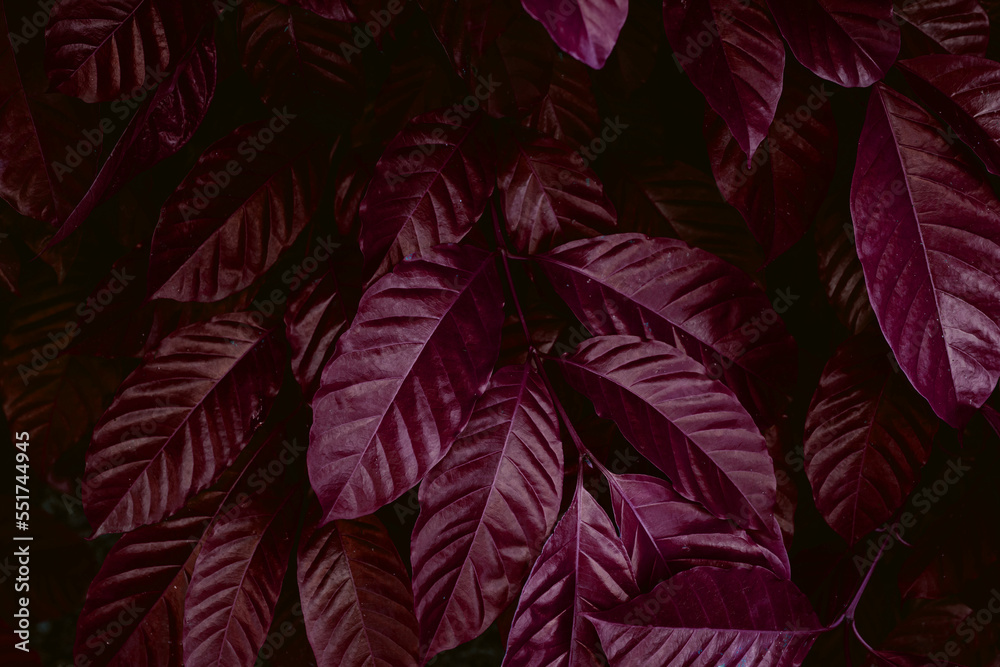 Full Frame of Purple Leaves Pattern Background, Nature Lush Foliage Leaf Texture, tropical leaf	
