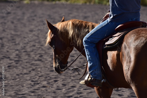 Detail Pferdekopf beim Westernreiten