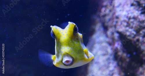 Longhorn cowfish in extreme close-up near a reef (in slow motion 4k)