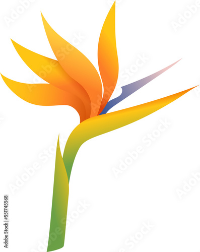 Bird of paradise flowers
