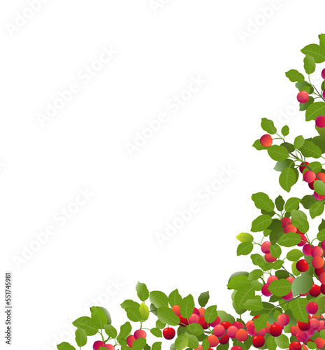Branches cherry plum tree with ripe fruits. Corner frame. Garden plant with edible harvest. Isolated on white background. Branch with foliage and leaves. Vector