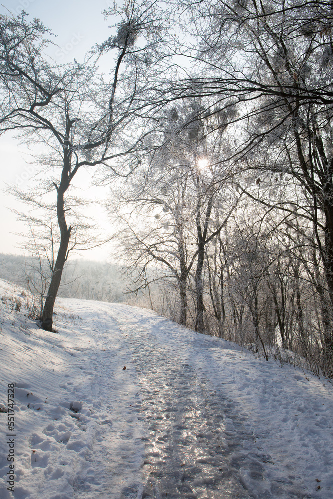 A wonderful sunny morning in a snowy forest A wonderful sunny morning in a snowy forest