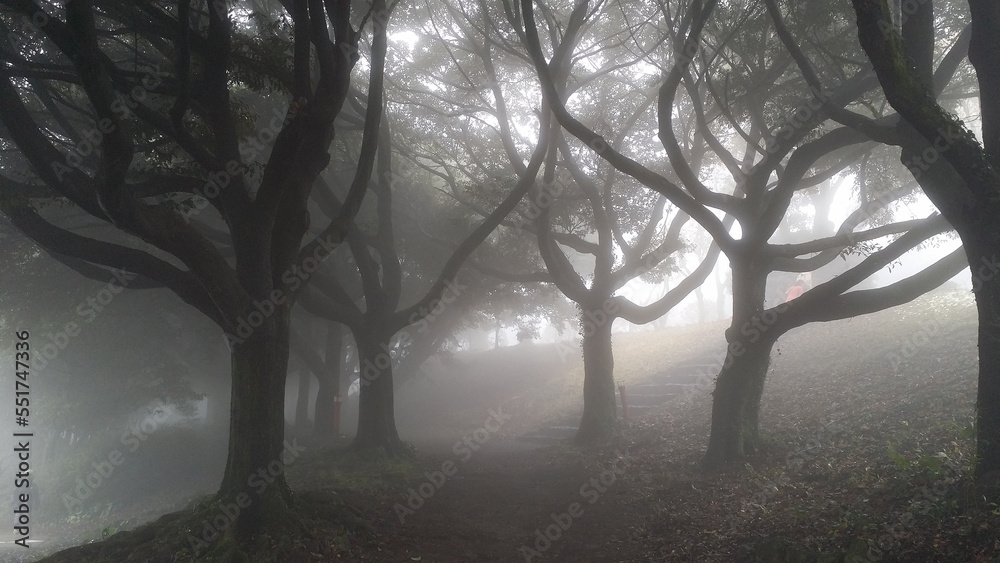 misty landscape tree misty landscape tree