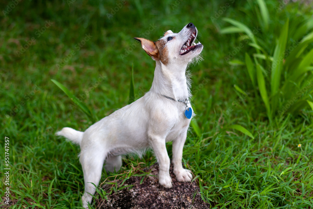 Dog of Jack Russell breed with open mouth stands with its front paws on stone on green grass and looks up. Shallow depth of field. Side view. Horizontal. Dog of Jack Russell breed with open mouth stands with its front paws on stone on green grass and looks up. Shallow depth of field. Side view. Horizontal.