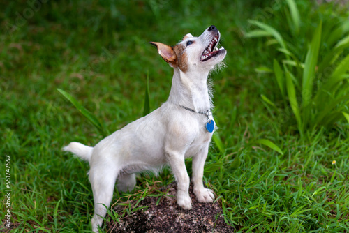 Dog of Jack Russell breed with open mouth stands with its front paws on stone on green grass and looks up. Shallow depth of field. Side view. Horizontal.