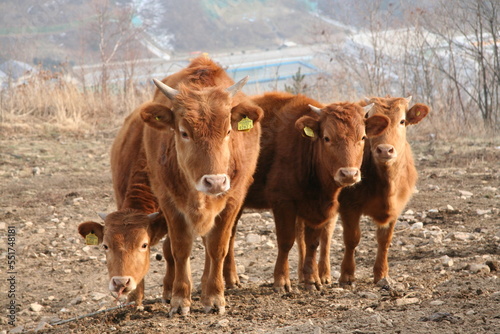 한국의 황소, Korean bulls, Bull, 동물, animal, 강원도, 태백, Gangwon-do