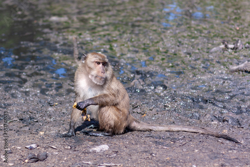 Macaque monkey sits in the mud with banana skin. Selective focus  blurred background. Side view. Horizontal.