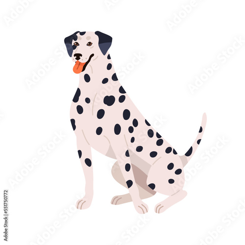 Dalmatian breed  cute spotted dog. Happy purebred doggy sitting. Friendly pretty canine animal with bicolor plain coat  spotty pattern. Flat vector illustration isolated on white background