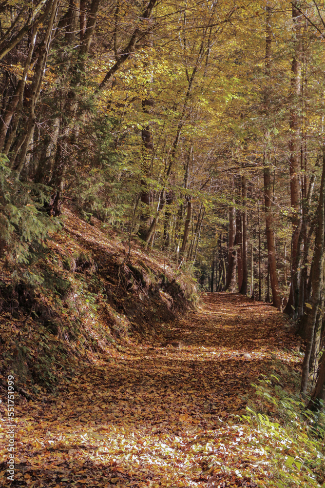 Obraz premium Wald Natur Herbst Bäume