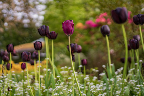 Flower Garden, Canada