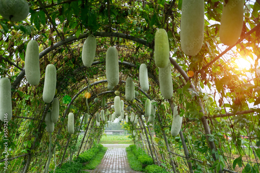 Wax Gourd or Benincasa hispida is the ivy plant is on the trellis with  fruits are hanging from tunnel structure at the agriculture farm with  sunlight background. Stock Photo | Adobe Stock