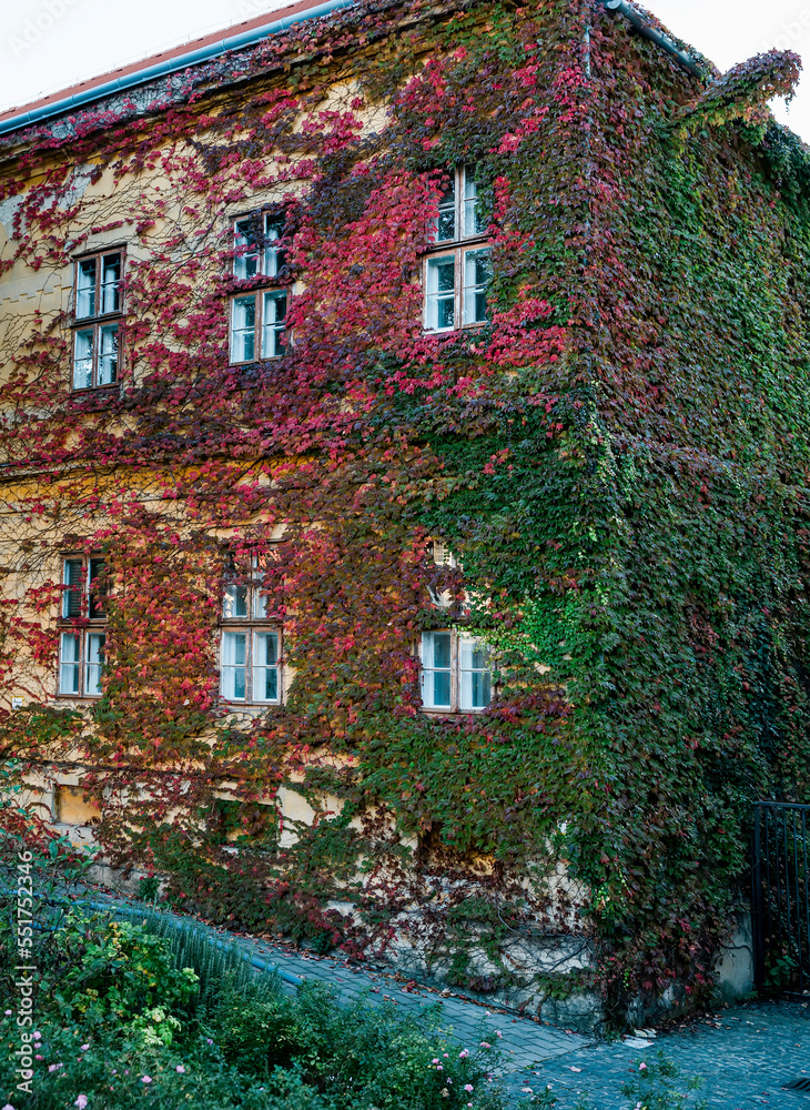 Facade of ivy covered house