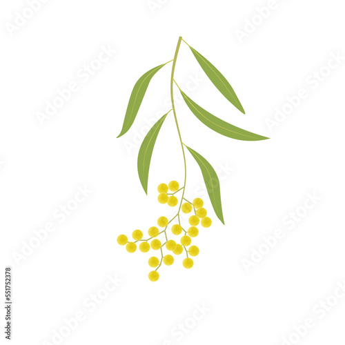 Vector illustration, golden wattle flower or Acacia pycnantha, isolated on white background.