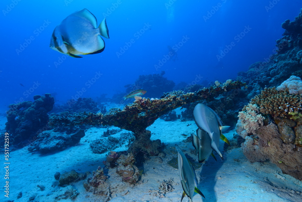 Fototapeta premium Red Sea Batfish. Red Sea coral fish. Colorful coral reef fish. Egypt.