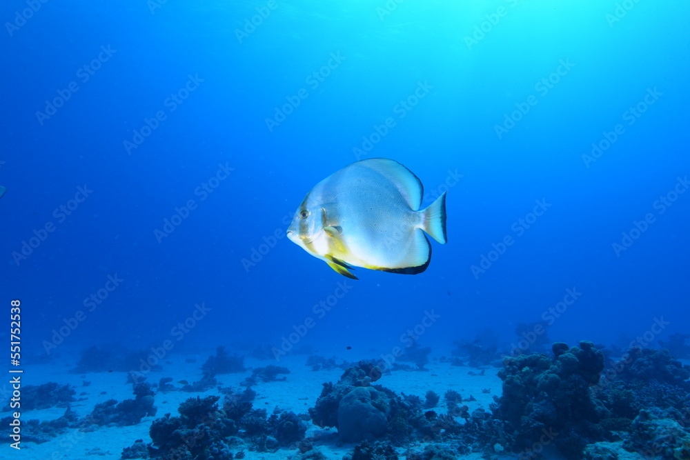 Fototapeta premium Red Sea Batfish. Red Sea coral fish. Colorful coral reef fish. Egypt.