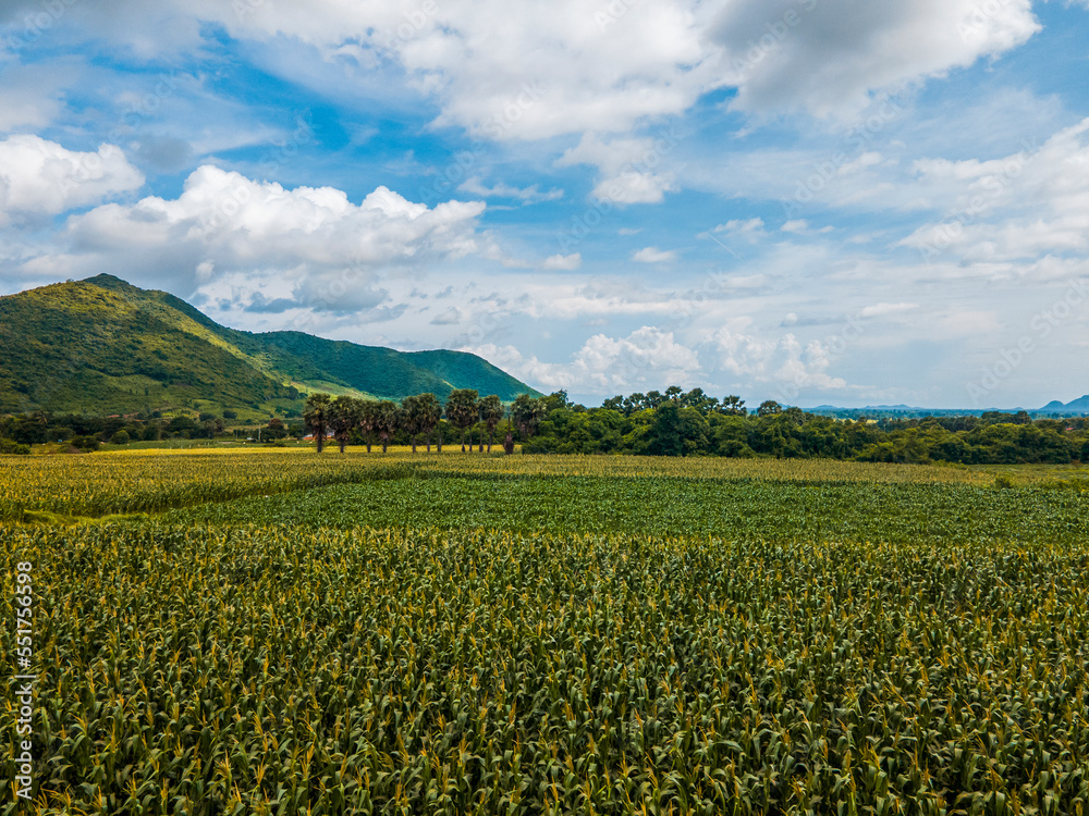 Beautiful sunny day over the green large field of corn. rich hervest concept