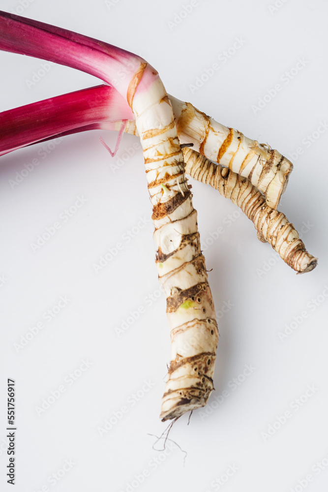 fresh yarrow root on a white acrylic background fresh yarrow root on a white acrylic background