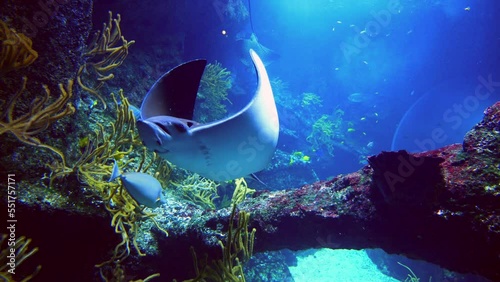 Elegant eagle ray flying over a coral reef