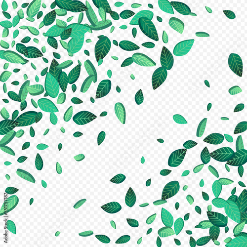 Olive Leaf Forest Vector Transparent Background