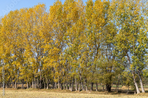 Autumn season beautiful yellow foliage of poplar trees