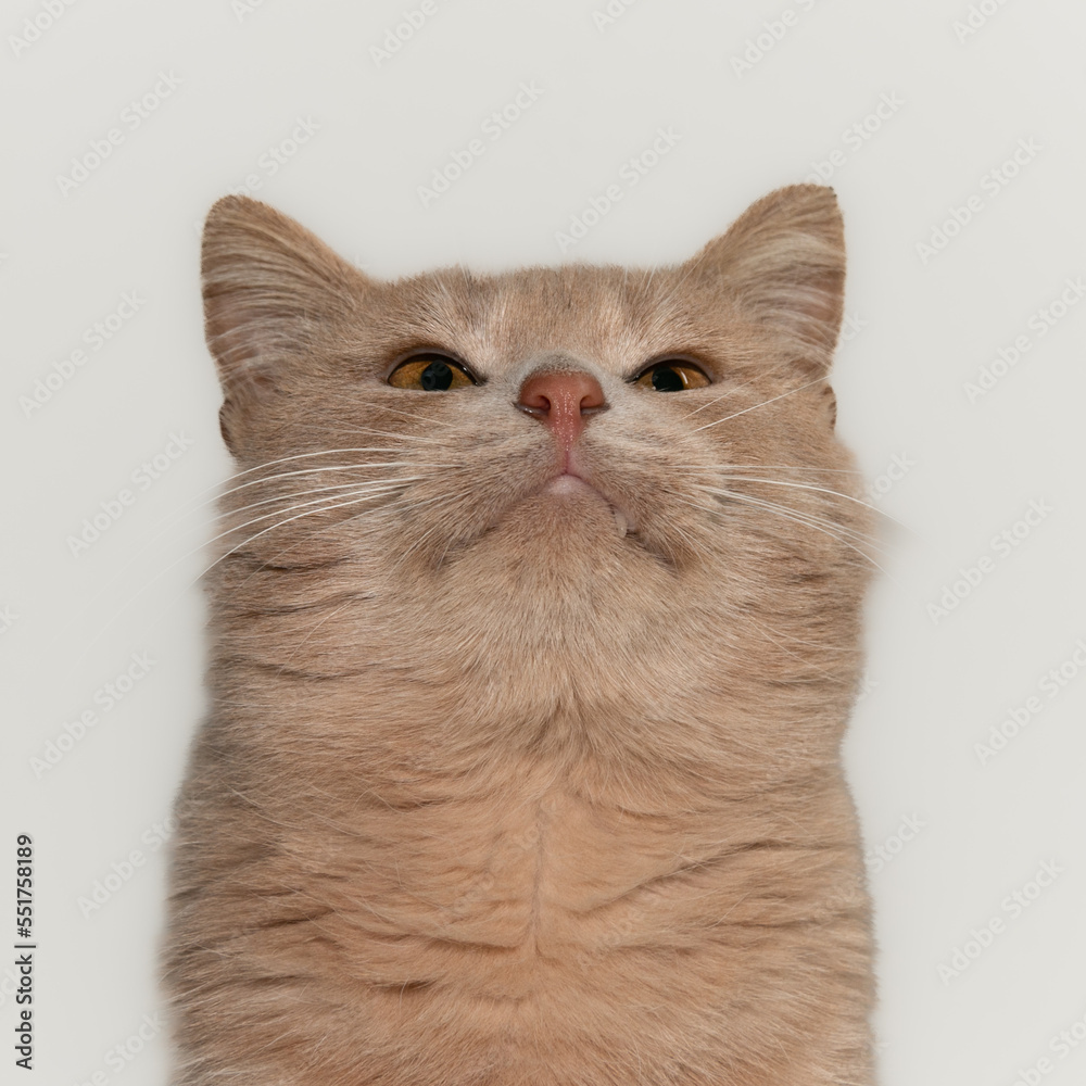 Portrait of a young red cat. Close-up. Beautiful red cat with orange eyes.