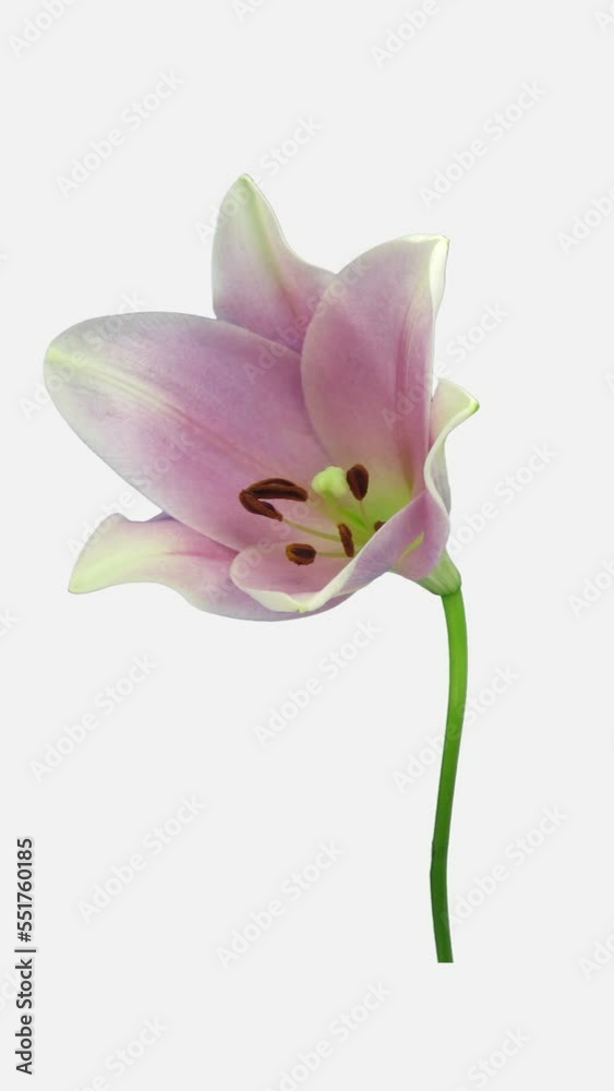 Time lapse of opening beautiful light pink Longiflorum lily flower isolated on white background, vertical orientation Time lapse of opening beautiful light pink Longiflorum lily flower isolated on white background, vertical orientation