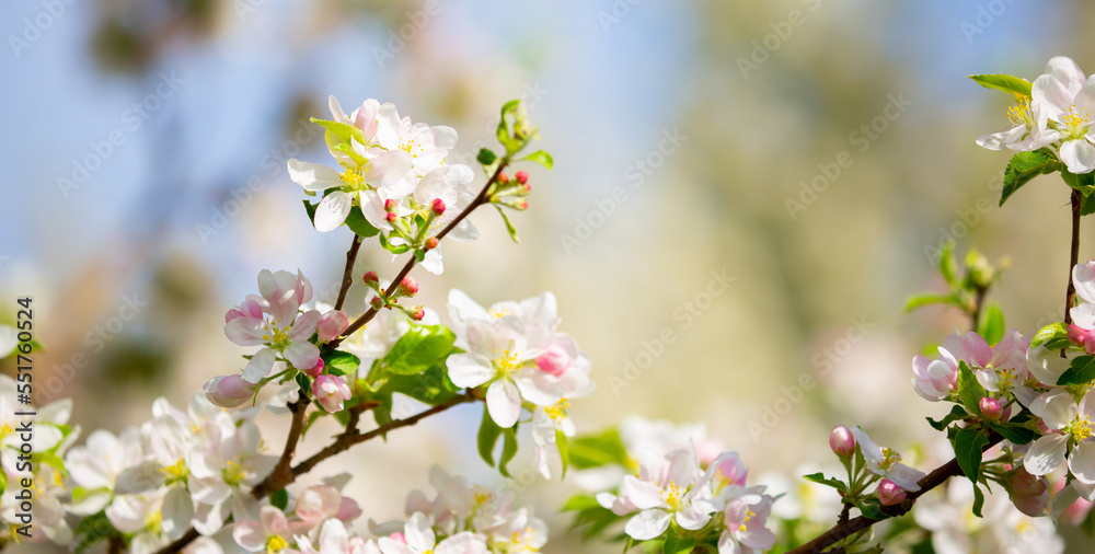Obraz premium Spring blooming sakura trees. Pink flowers Sakura Spring landscape with blooming pink tree. Beautiful sakura garden on a sunny day.Beautiful concept of romance and love with delicate flowers.