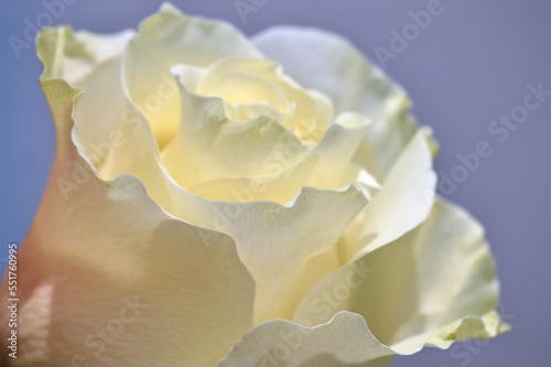 Floral background. A rose bud with delicate petals of a milky color with creamy shades on a blue background. Close-up. Macro photography. photo