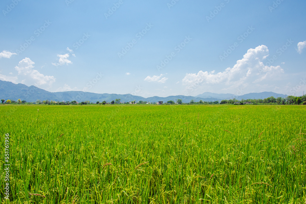 Green grassland blue grass on the farm Sky clouds cloudy backgrounds.