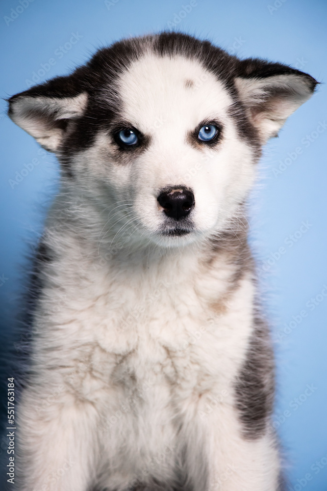 sOLO DOG POSING FOR CAMERA