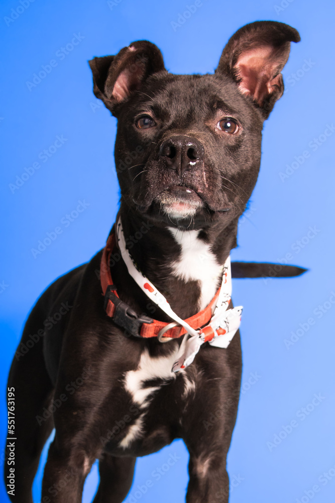 sOLO DOG POSING FOR CAMERA sOLO DOG POSING FOR CAMERA