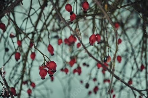 Snow-covered red rosehip berries on a bush against a background of snow. Rosehip bush with berries in winter
