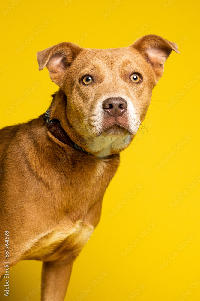 sOLO DOG POSING FOR CAMERA