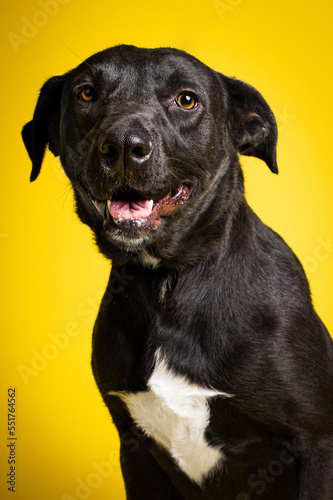 sOLO DOG POSING FOR CAMERA