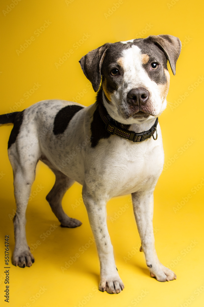 Solo rescue dog posing for the camera Solo rescue dog posing for the camera