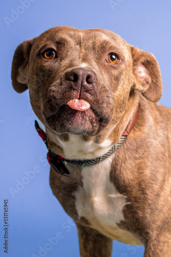 Solo rescue dog posing for the camera