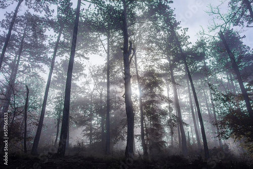 sun rays inn misty forest