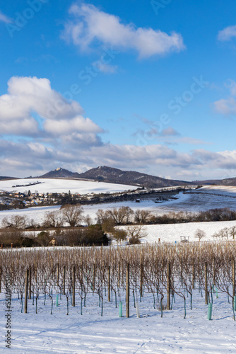 Landscape with vineyards  Slovacko  Southern Moravia  Czech Republic