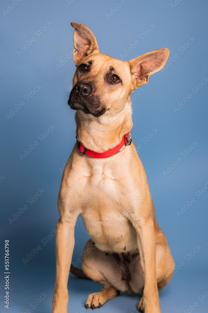 Solo rescue dog posing for the camera