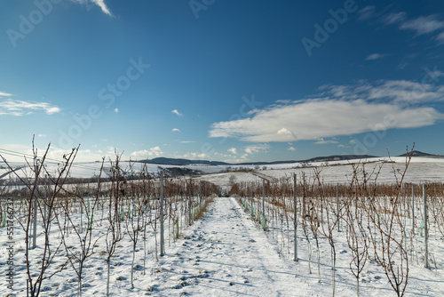 Landscape with vineyards, Slovacko, Southern Moravia, Czech Republic © Richard Semik