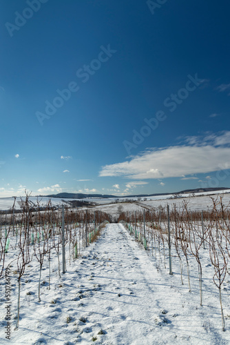 Landscape with vineyards, Slovacko, Southern Moravia, Czech Republic © Richard Semik