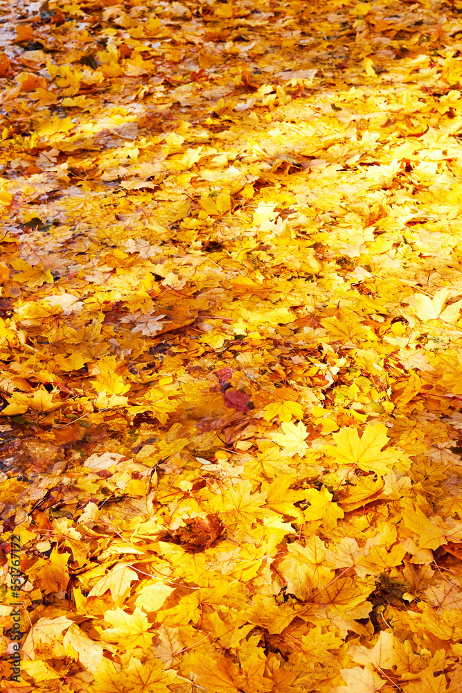 mixed fallen yellow maple and birch leaves mixed fallen yellow maple and birch leaves
