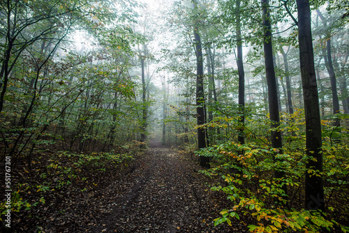 Fototapeta Naklejka Na Ścianę i Meble -  misty green forest in the morning