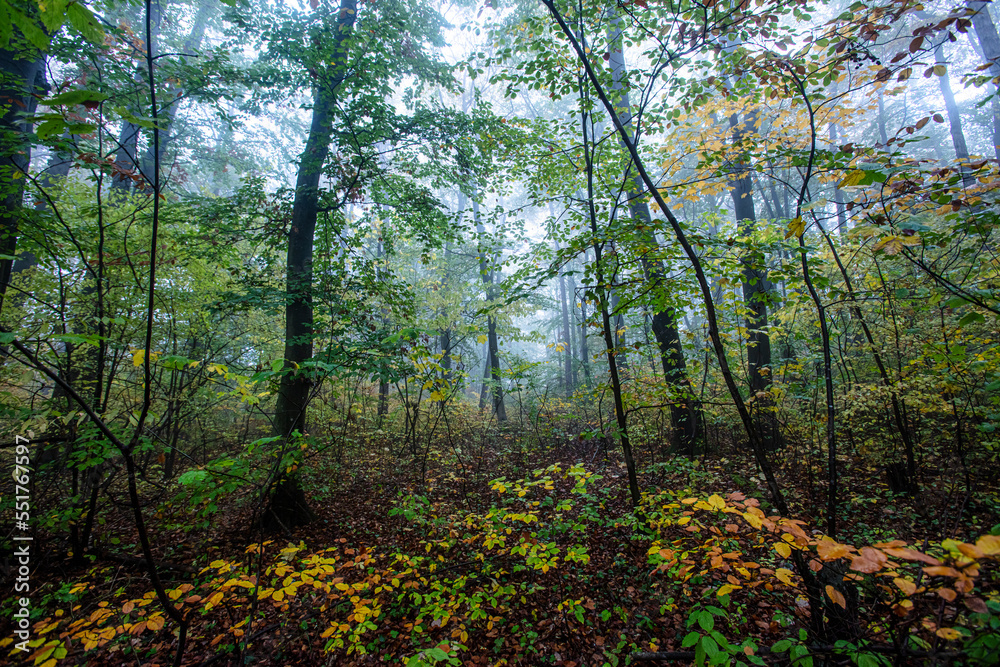 misty green forest in the morning