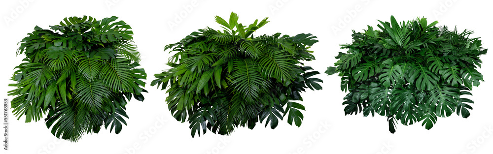 Plant leaves Green nature Tropical forest isolated on transparent background - png	
 - obrazy, fototapety, plakaty 