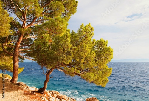 Rocky coast with Pine trees on the Makarska Riviera in Croatia.