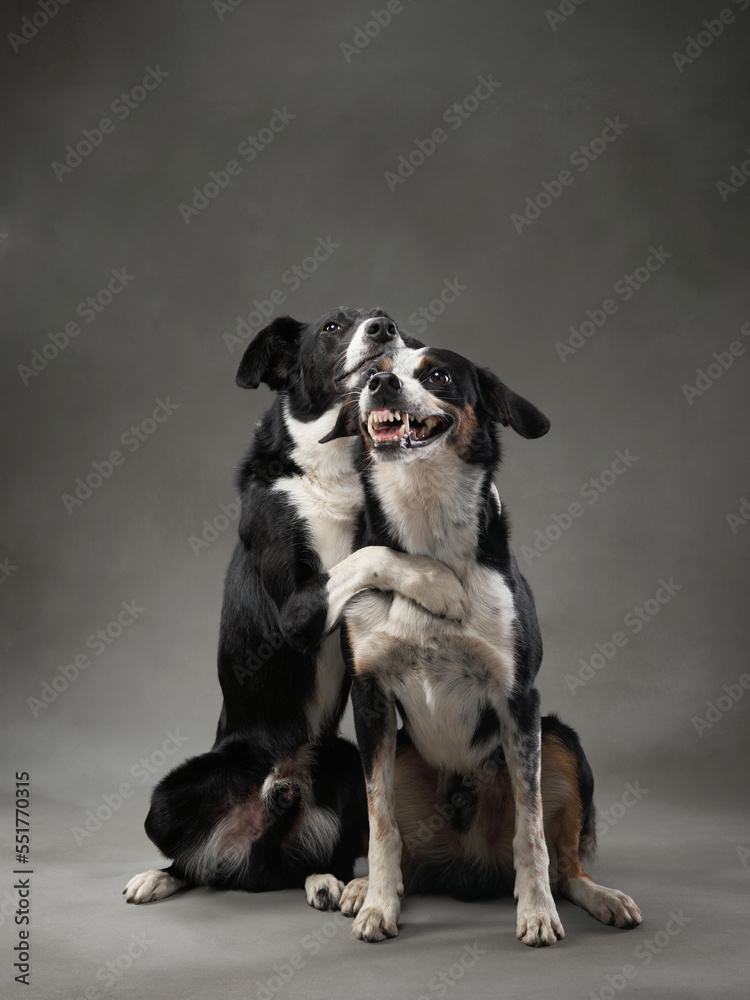 two dogs hugging. Happy Border Collie on a grey background in studio. love pet
