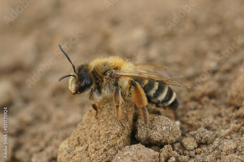 Closeup on a female Banded Mining-bee, Andrena gravida sitting on the ground © Henk